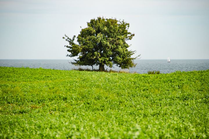 Danskerne køber mere frugt og grønt. I hvert fald i Dagrofas kæder, som tæller MENY, SPAR, Min Købmand og Let-Køb. Her ærter dyrket ved Kerteminde - sæsonen for danske ærter begyndte en uge tidligere i år sammenlignet med sidste år.