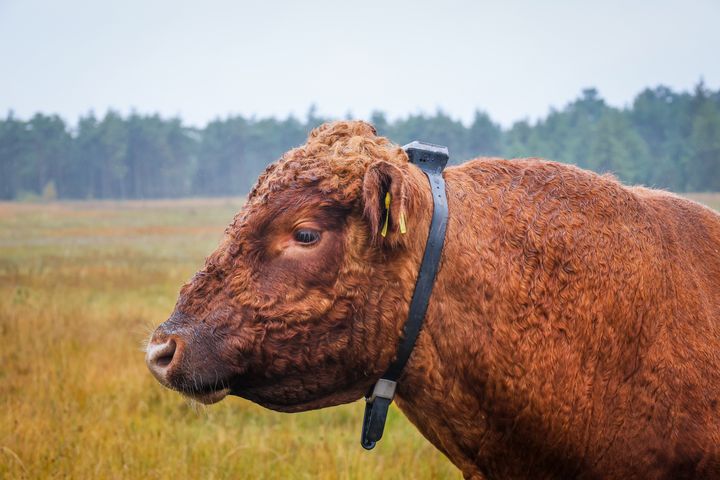 Rødbrun tyr med GPS-halsbånd