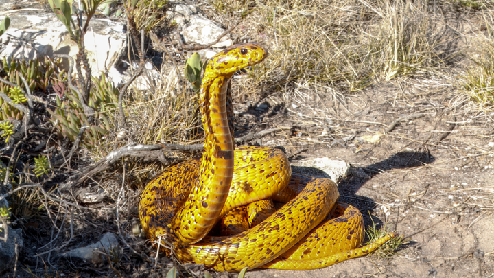 Man kan ikke vaccinere mod slangebid, og det er heller ikke muligt at udvikle en vaccine – derfor er der brug for en effektiv modgift, så længe der findes giftige slanger. På billedet ses en gul kapkobra (Naja nivea). Foto: Wolfgang Wüster