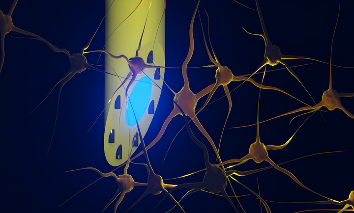 Tegning af et millimetertyndt plastikrør til at lyse, lytte og give medicin i hjernen. Illustration: Kunyang Sui.