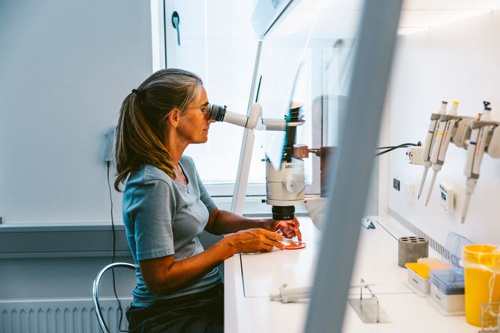 I laboratoriet i Fertilitetsklinikken i Skive foregår en del af fertilitetsbehandlingen under mirkoskop.