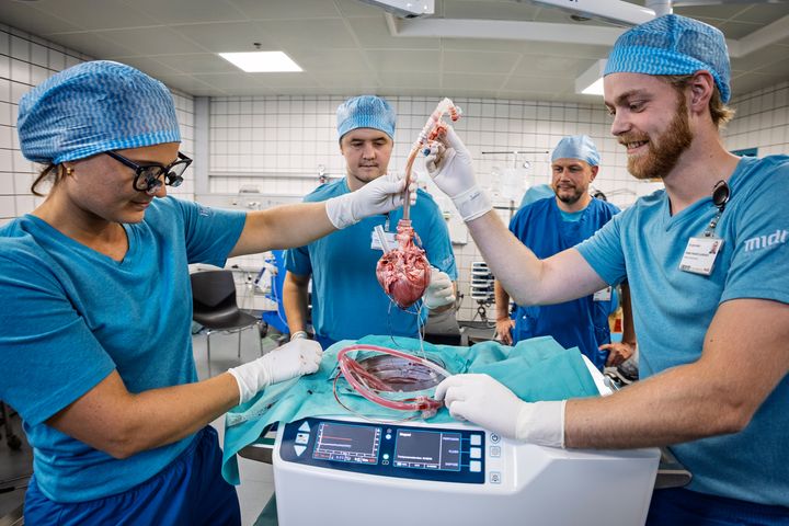 Det er afgørende at vide, om et donorhjerte kan holde til at blive taget ud af kroppen, blive opbevaret og transporteret, inden det sættes ind i en ny patient. Hjertet på billedet er et grisehjerte.