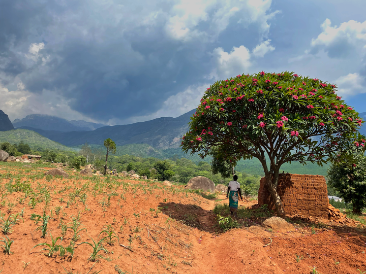 Når kvinder henter mad direkte fra træerne på deres gårde, får de flere vitamin. Mulanje, Malawi.