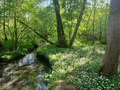 Lyngby Åmose