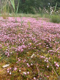 Blomstrende tranebær.