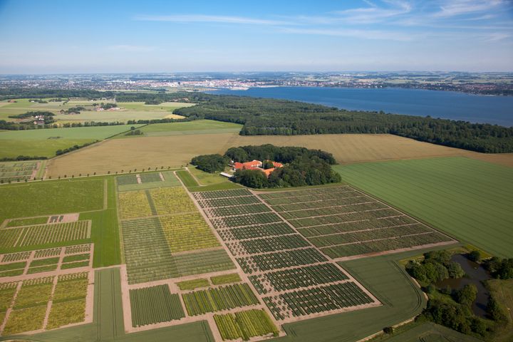 Sejet Planteforædling