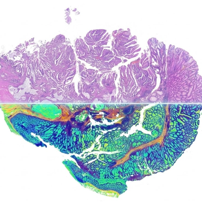 Description of the image