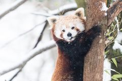 Vinter på Nordens Ark - rød panda