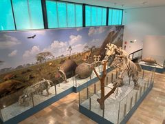 Udstilling på Valencias palæontologiske museum