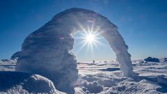 Lindvallen i solskin