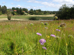 Vild natur i Dumpedalen