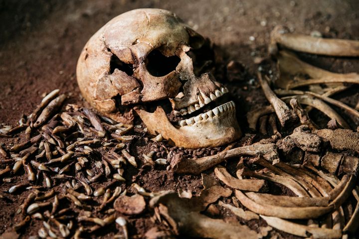 Vedbækfundene, Rudersdal Museer.