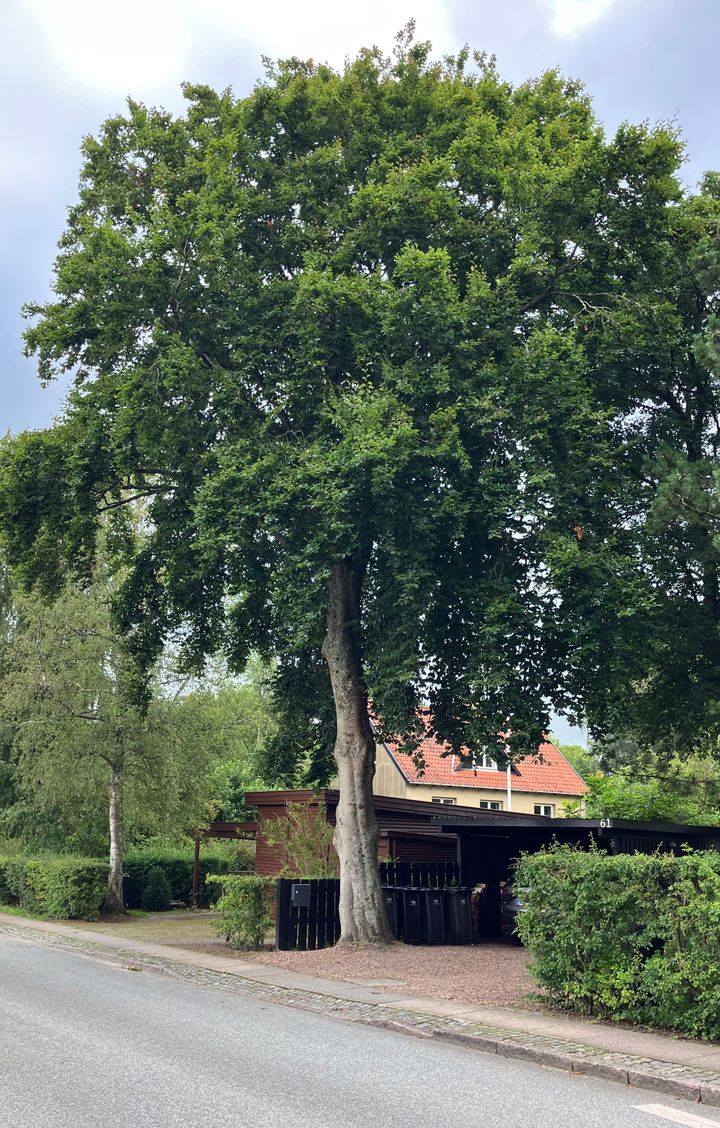 Træ udpeget som bevaringsværdigt ifm. arbejde med ny lokalplan for Kajerød, Birkerød