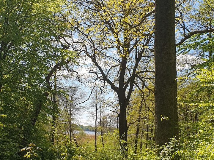 Udsigtskilen Frederikslund Skov