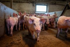 Alle grisen til Svendborg Gourmetgris kommer fra to gårde i området omkring Faaborg. Når de når slagtealderen bliver de kørt mindre end 30 minutter til Svendborg Slagtehus. Dermed undgår de en udmagrende og stressende transport.