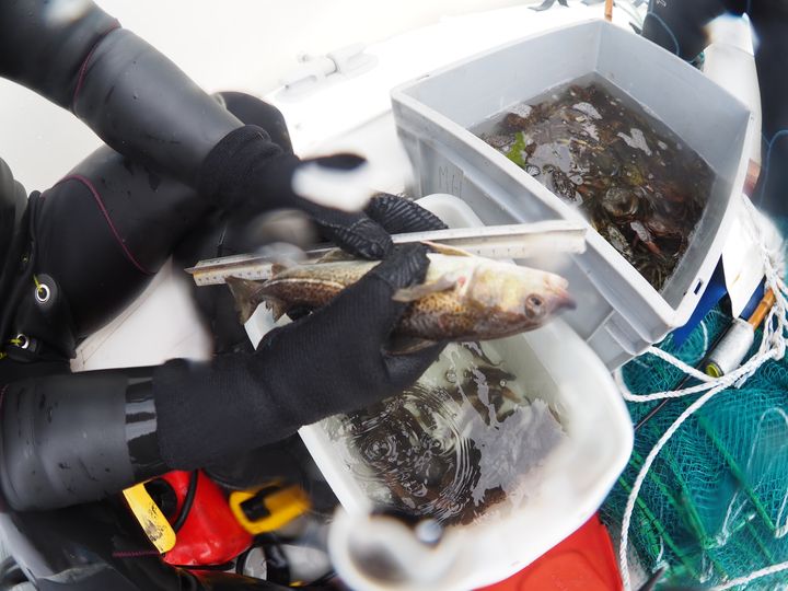Ål, torsk, havkarusse, sortkutling, savgylte, tangsnarre og sortmundet kutling var at finde i fangsten under monitoreringen.