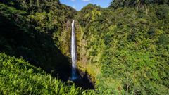 Flest danskere drømmer om at rejse til Hawaii. Her det berømte Akaka Falls. Foto: NCL