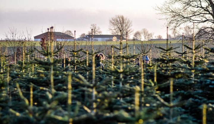 Juletræer på mark med bygninger i baggrunden og en klar himmel.