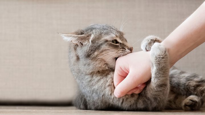 Specielt kattebid kan være lumske og give alvorlige infektioner