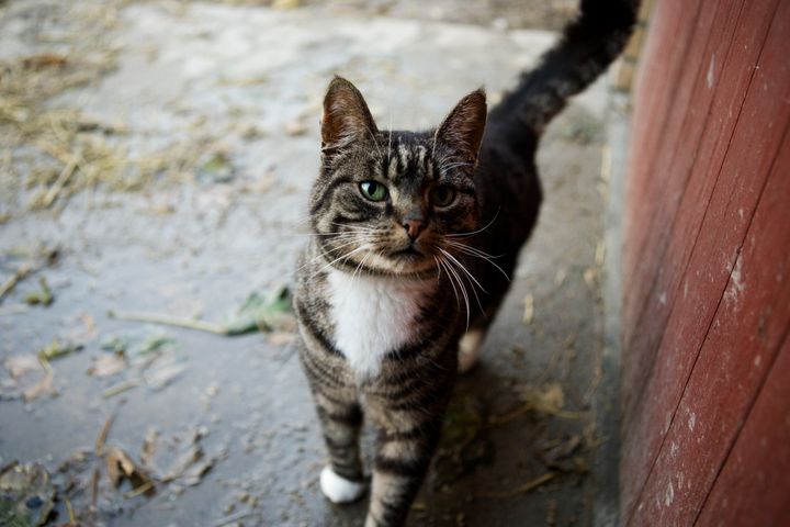 En grå kat med løftet hale står ved en rød trævæg og kigger ind i kameraet