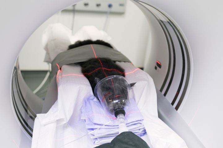 En grå kat med maske scannes