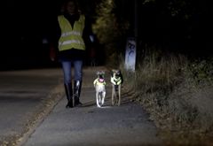 Udekatte, hunde og deres ejere er ivrige brugere af naturen uanset årstid, så når vi skifter fra sommertid til vintertid, bliver det samtidig reflekstid – også for dine kæledyr.