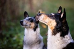 På Roskilde Universitetscenter skal Nete Schwennesen gennemføre en etnografisk undersøgelse af ældre danskere, der bor alene, og deres hunde.
