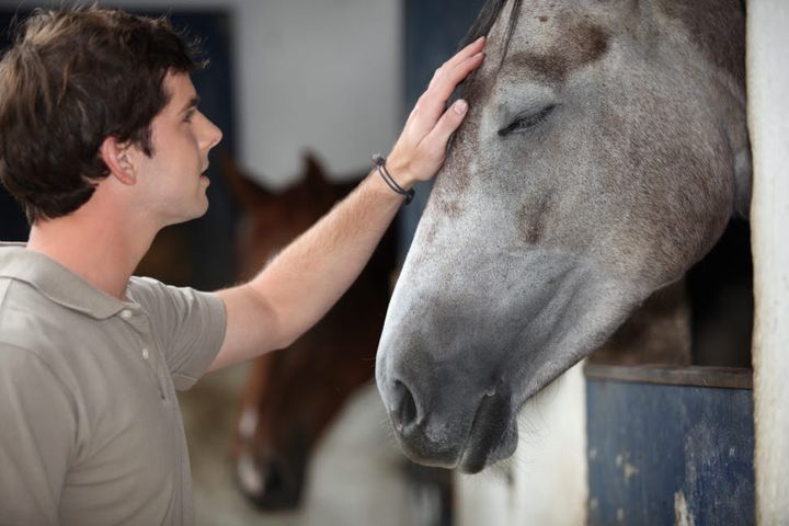 Hesten er meget lidt ”forandringsvillig”, forklarer Agria Dyreforsikrings dyrlæge, Jon Vedding Nielsen: "Det gælder faktisk alt lige fra omskifteligt vejr til ændrede forhold fra fold til stald, ændring i aktivitetsniveau, ændring af foder eller indtagelse af for lidt vand. Og alle disse forandringer kan resultere i, at hesten får kolik, tarmslyng eller diarré."