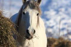 "Vintersæsonen er højsæson for både diarré, kolik og tarmslyng hos heste, og Agria Dyreforsikring oplever lige nu en fordobling i antallet af skadesanmeldelser sammenlignet med august, som er den måned på året med færrest mave-tarmproblemer hos heste," siger Tine Stabell, der er direktør i Agria Dyreforsikring.