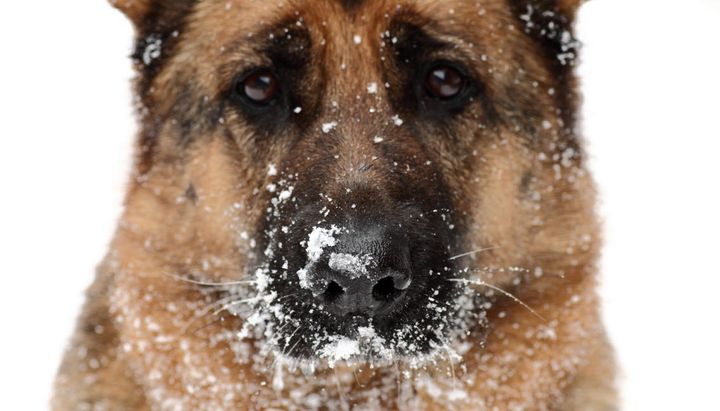 Det, der er afgørende for, hvordan en hund klarer sig i kulden, er mængden af pels, hundens størrelse, dens sundhed og alder, forklarer Lotte Evers, marketingchef i Agria Dyreforsikring.