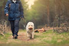 De fleste hunde drømmer om en del mere fysisk og psykisk nærvær, lange ture i varieret terræn og aktivering sammen med familien, mener Lotte Evers, marketingchef i Agria Dyreforsikring.