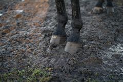 Nedbør, plusgrader og mudrede folde får jordbakterier til at trives og skaber grobund for infektioner i hestens hud.