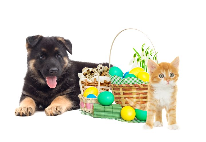 Gå påsken trygt i møde sammen med din hund og kat.