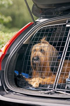 Marketingchef i Agria, Lotte Evers, opfordrer hunde- og katteejerne til at overveje, om det er den bedste løsning for dyrene, at de skal med på ferien.