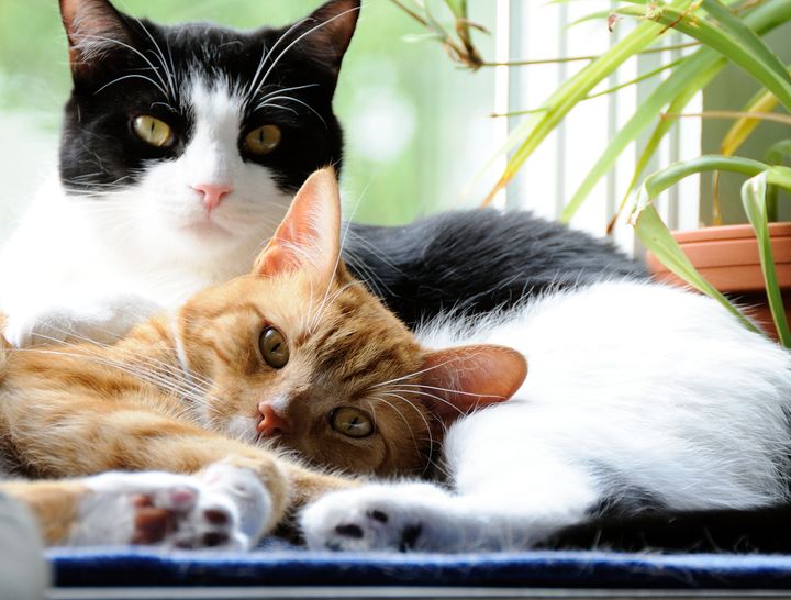Ikke alle katte værdsætter selskab, og det kan være en udfordring at få en kat til at acceptere en ny kat i huset. Professor Peter Sandøe og hans kolleger er gået i gang med at undersøge, hvad der skal til for at sikre den ”gode familiesammenføring” af to katte.
