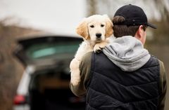 Mange hundeejere frygter, at deres hund kommer alvorligt til skade. Alligevel har kun ni procent af danske hundeejere gennemført et kursus i førstehjælp til hund.