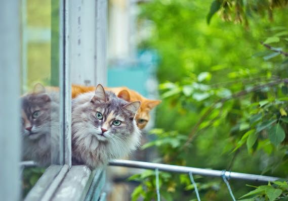 Statistikker fra Danmarks største dyreforsikringsselskab viser, at antallet af tilskadekomne ”nedfaldskatte”, dvs. katte, der er faldet ned fra store højder, stiger markant i sommerhalvåret.