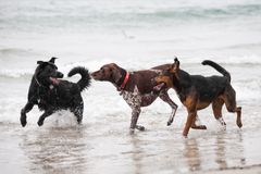 Selv om der ringes ud til fri strandleg i perioden 1. oktober til 31. marts, er der stadig en række regler, der skal overholdes - og at du altid kan kalde din hund til dig, er den allervigtigste.