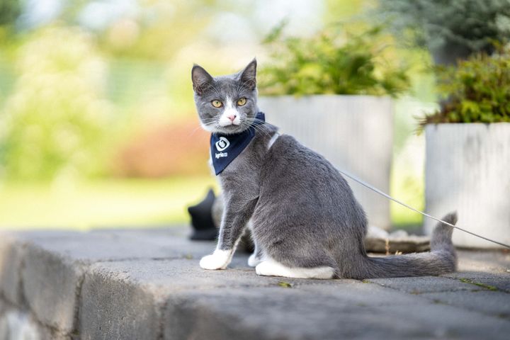 "Næst efter hunden er katten det mest populære danske kæledyr. Alligevel får dyreinternaterne hvert år indleveret tusindvis af uønskede katte og killinger. Alle katte fortjener et godt katteliv, og derfor vil vi med Agria Kattegåtur sætte fokus på problematikken og samtidig bidrage økonomisk til, at de hjemløse katte kan få hjælp til et bedre liv,” siger Tine Stabell, direktør i Agria Dyreforsikring.