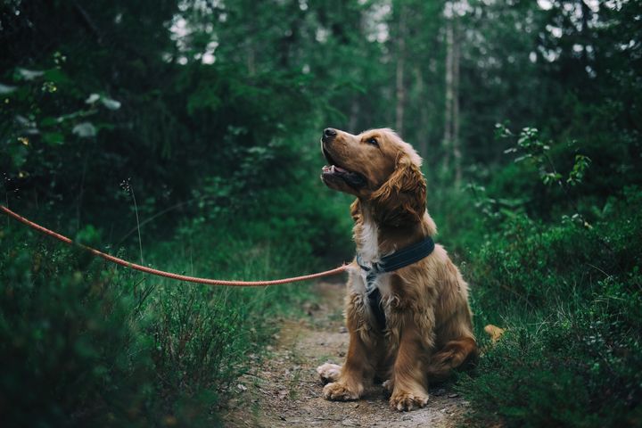 Den engelske cocker spaniel, som er en meget populær hunderace i Danmark, er desværre en af de hunderacer, som er overrepræsenteret, når det kommer til forekomsten af hjertesygdommen Dilateret Kardiomyopati. Men nyt studie har påvist en mulig løsning.