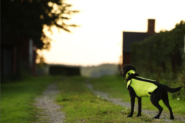 Hunde, katte og deres ejere nyder naturen året rundt, men når vi skifter fra sommertid til vintertid, er det også tid til at tænke på reflekser og synlighed for dine kæledyr.