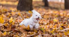 Efteråret er et skønt tidspunkt at gå tur med hunden i skoven og betragte, hvordan naturen ændrer sig, men de køligere temperaturer bringer en række farer for hunden med sig.