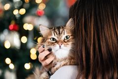 Når katten må til dyrlæge ved juletid, skyldes det ofte, at den ikke har kunnet holde poterne fra gavebånd og glaskugler: Den slags er spændende men dødsensfarlige for firbenede: Hvis et fremmedlegeme sætter sig fast i mave eller tarm, må dyret under kniven: Det er hårdt for dyret og bekosteligt for ejer, men det kan være fatalt, hvis ikke dyret tilses af en dyrlæge.