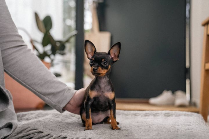 Skal du snart indlemme et nyt firbenet medlem i familien, men har du endnu ikke besluttet dig for et navn? Så kan Agrias liste over de mest populære hundenavne enten give inspiration eller vise dig, hvilke navne du skal undgå.