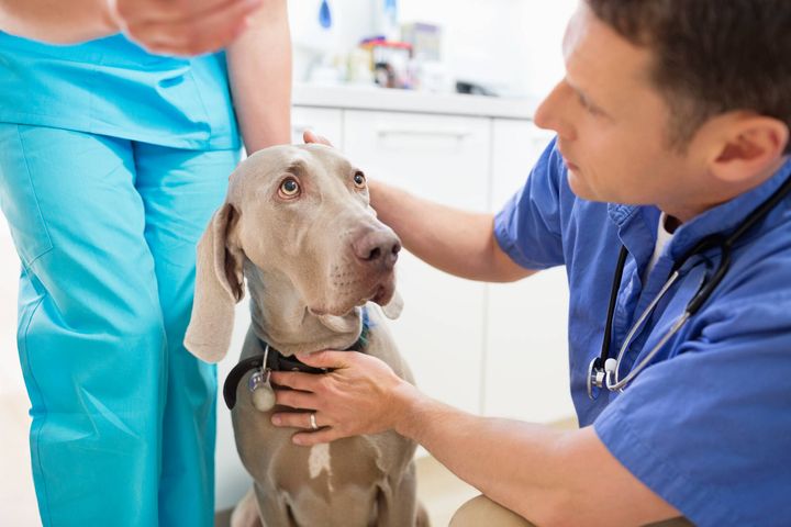 "Det er vigtigt, at hundeejere kender symptomerne på forgiftning, så de hurtigt kan reagere, hvis deres hund har været i kontakt med larverne," siger Agrias chefdyrlæge, Mogens Brix