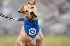 Flere end 5.000 hunde deltog i Agria Hundegåtur sidste år, hvilket sikrede en donation på kr. 50.000 til Dyreværnet. Nu er det igen tid til at kridte sko og poter: Den 24. og 25. maj kan du deltage i Agrias digitale velgørenhedsarrangement til fordel for hjemløse hunde på Dyreværnets internater.