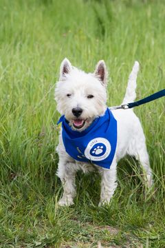 Rekordmange hundeejere gik med på velgørenheds-gåtur til fordel for hjemløse hunde på Dyreværnets internater. Det resulterer i en rekordstor donation fra Agria på 55.000 kr.