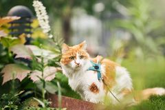 Uanset om du tager katten med på sommerferien, eller om den skal passes privat eller i pension, er der en række ting, du skal være opmærksom på, så du sikrer en tryg sommer for din firbenede ven.