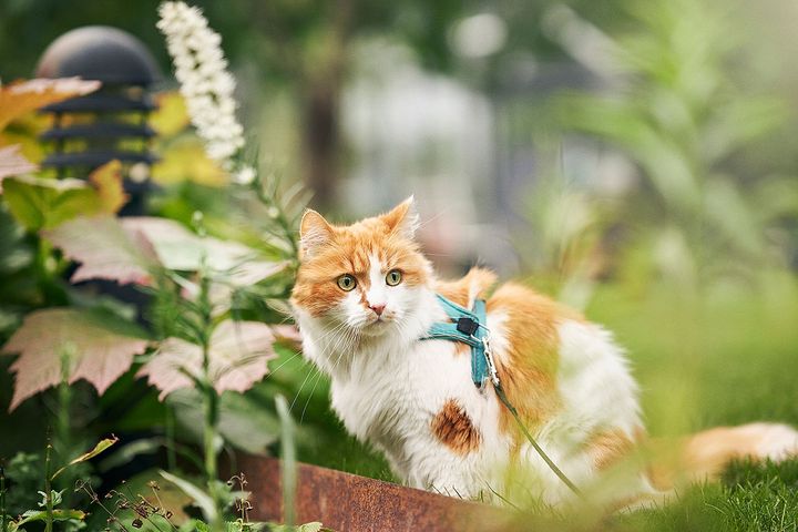 Uanset om du tager katten med på sommerferien, eller om den skal passes privat eller i pension, er der en række ting, du skal være opmærksom på, så du sikrer en tryg sommer for din firbenede ven.