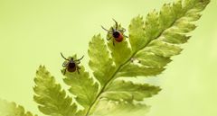 Flåter kan leve og suge blod fra dyr i op til tre år, og derfor er der en stor risiko for, at de videregiver sygdomme som f.eks. borrelia, anaplasma og TBE-virus. Det gør flåten til en af verdens værste smittespredere, kun overgået af malariamyggen.